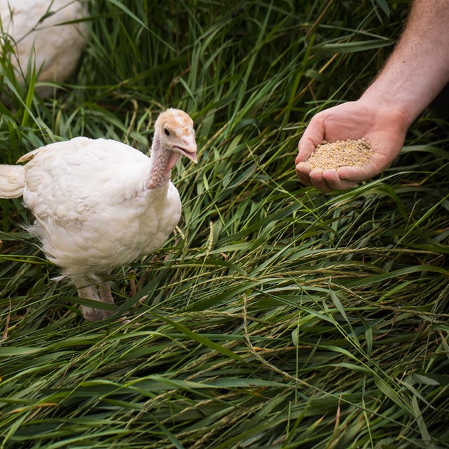 Hand feeding Jaindl turkey