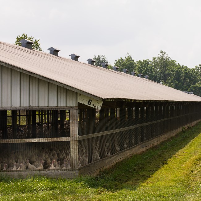 Turkey Barn